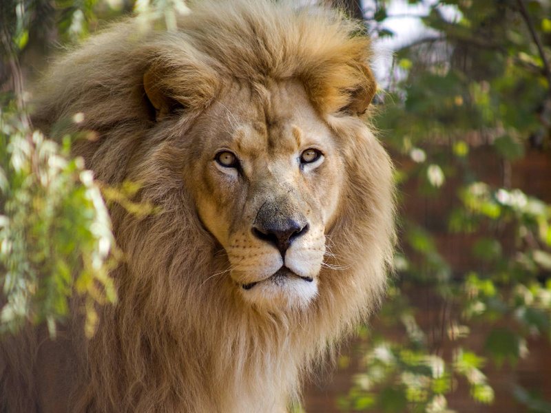 Meet the New Star of Our Lion Pride