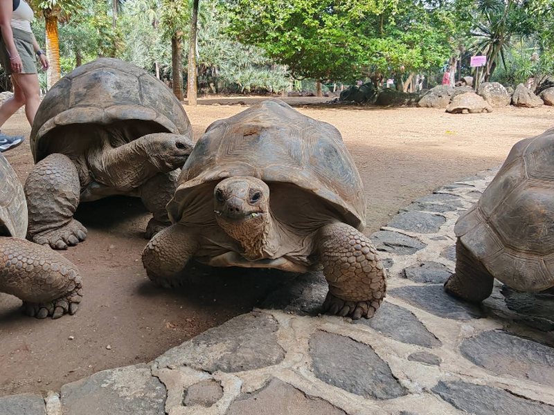 Our Tortoises Are Taking It Slow and Steady