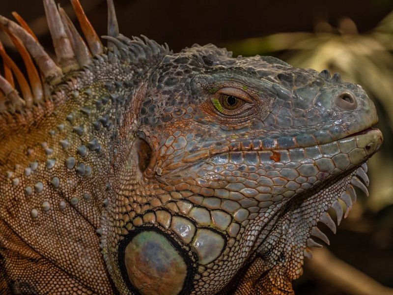 Meet Our Sun-Loving Iguana