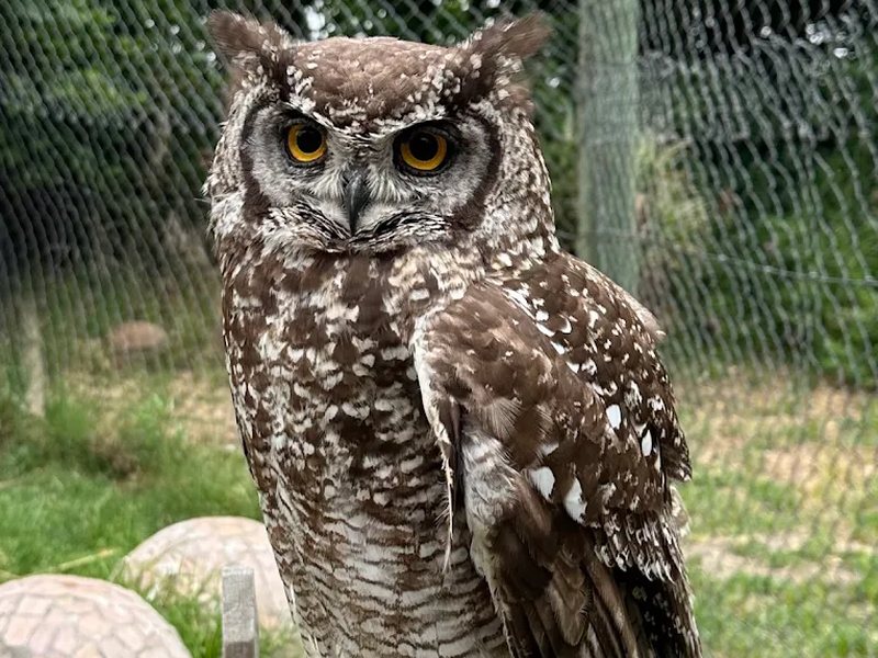 Owl Encounter Family Day