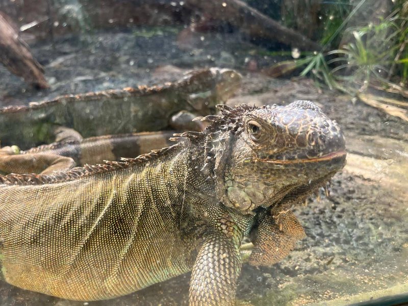 Reptile Awareness Weekend
