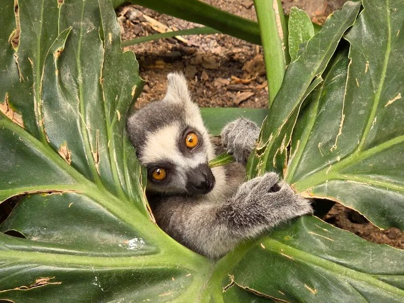 Lemur Discovery Day