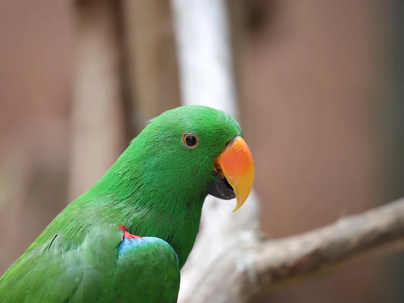 Parrot Encounter Experience