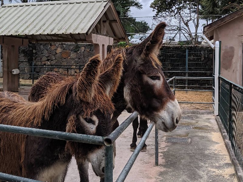 Meet the Donkeys Who Run the Farmyard