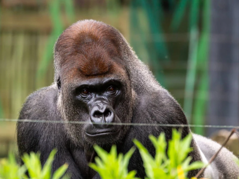 Statement Regarding the Gorilla Habitat Emergency