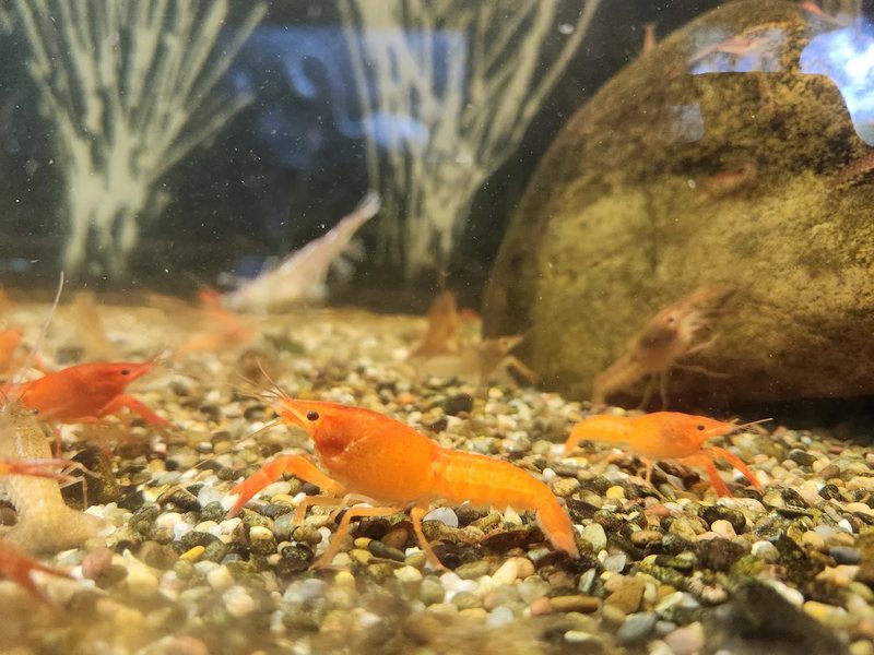 Aquarium Discovery Days